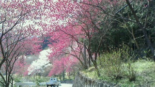 桃と桜の競演！